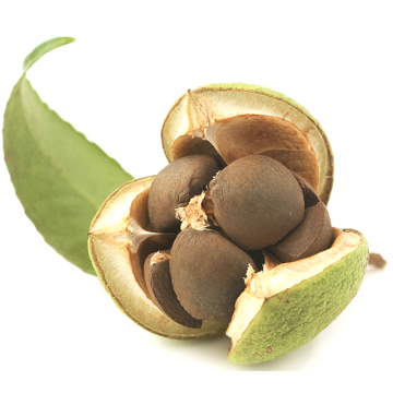 Canellia Seed Olie Hudpleje Primavera Godkarmashop - Primavera Hudpleje